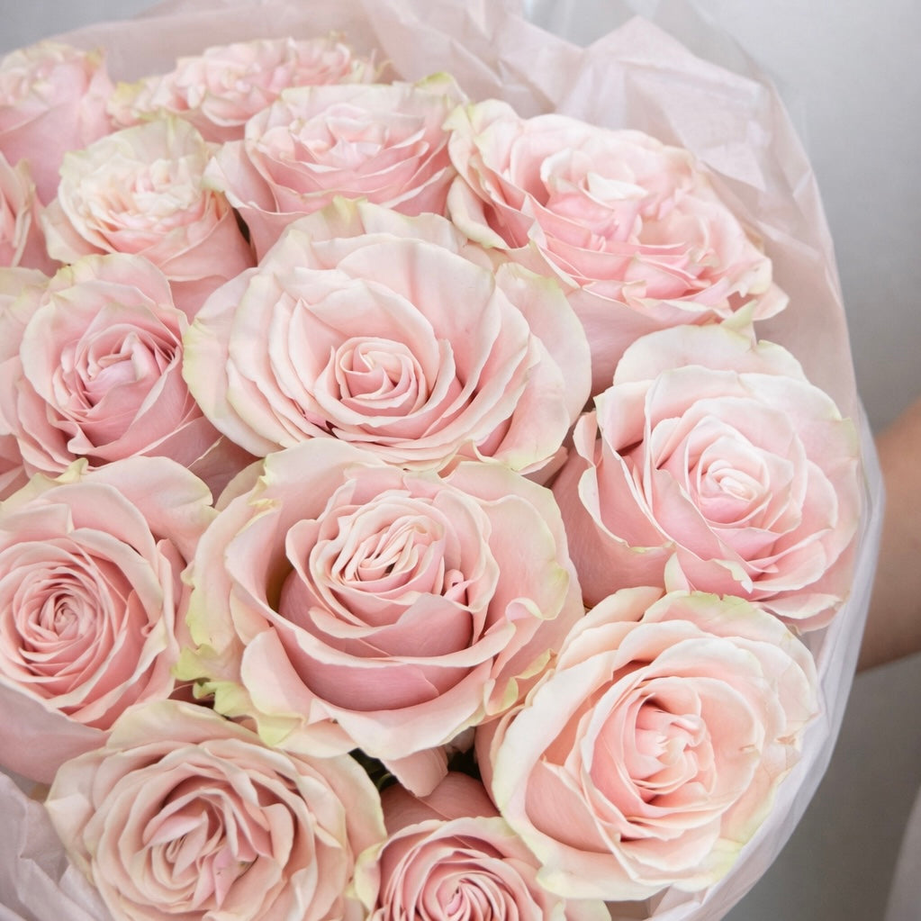 The Pearl Rose